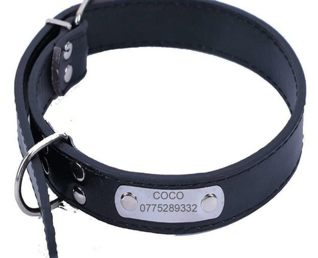 Pet Collar With Rein Padded Engraved Name & Number 